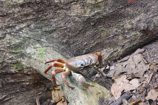 Arazi Yengeç Similan Adaları — Stok fotoğraf