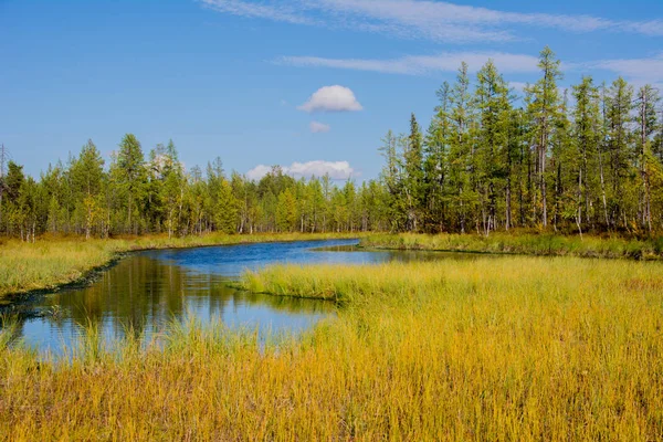 Bataklık ormanın içinde. Yamal.