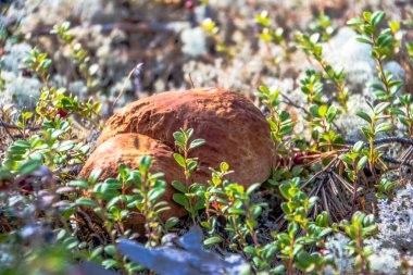 Penny topuz (amanit) doğada bir yakın çekim.