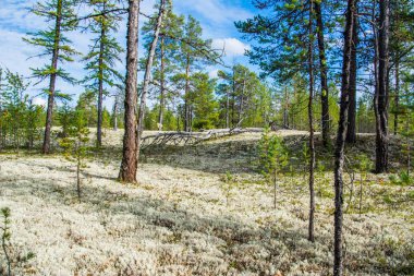 Cladonia stellaris kutup ormanda.