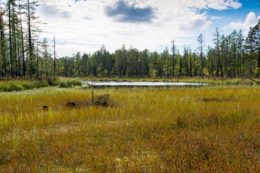 Bataklık ormanın içinde. Yamal.