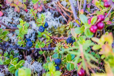 Empetrum üzerinde beyaz cladonia stellaris.