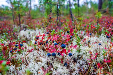 Bilberry üzerinde beyaz cladonia.