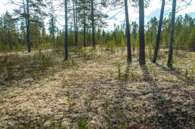 Cladonia stellaris kutup ormanda.