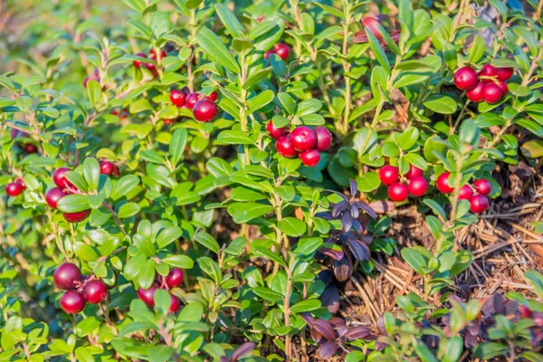 Matura Mirtillo Rosso Yamal — Foto Stock