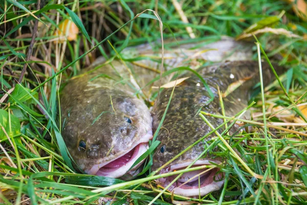 Les Burbots Rapprochent Sur Herbe — Photo