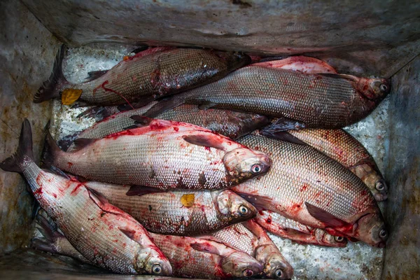 Coregonus Pelato Pesce Bianco Salatura Sulla Natura Selvatica — Foto Stock