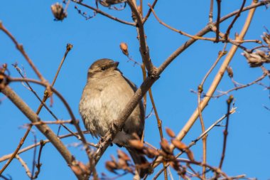 House serçe bir ağaç dalı üzerinde tünemiş. Passer domesticus. 