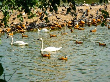 Ördek ve Kuğu, gölet orman arka plan yanında kuş grubu. Sochi.
