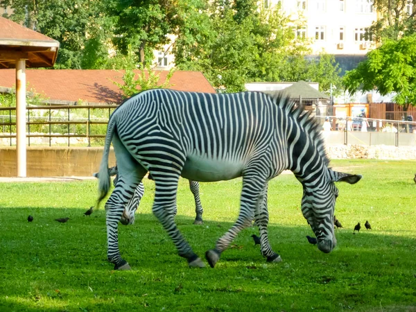 Enkele Zebra Het Lange Gras — Stockfoto