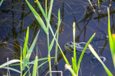 Çiftleşme ortak Kurbağa (Rana temporaria), ayrıca Avrupa ortak kurbağa, Avrupa ortak kahverengi kurbağa veya Avrupa çim kurbağa, Yarı sucul amfibi denir 