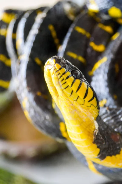 带状红树林蛇 博伊加登德洛皮拉黑色素 — 图库照片