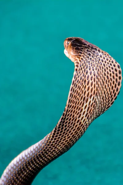 King Cobra Ophiophagus Hannah Nejdelší Jedovatý Had Světě Thajsko — Stock fotografie