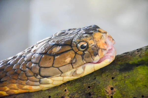 眼镜蛇王 Ophiophagus 是世界上最长的毒蛇 — 图库照片