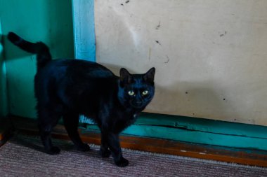 Sarı gözlü halı üzerinde yürüyen kara kedi.