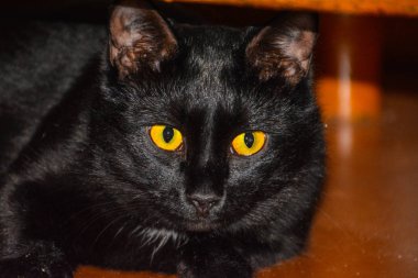 Ahşap yerde yatarken sarı gözlü siyah kedi.