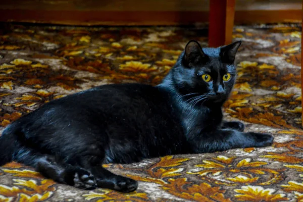 Black Cat Yellow Eyes Lying Carpet — Stock Photo, Image