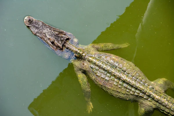 Crocodile Crocodiles Vilar Crocodile Farm Thailand — Stockfoto