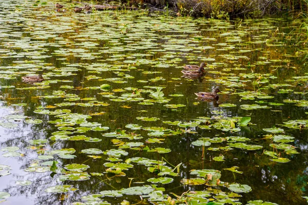 Kachny Divoké Jezeře Léto — Stock fotografie