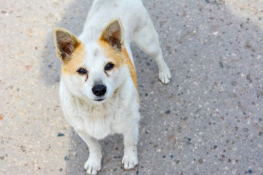 Yolda bir evsiz köpek ayakta baktılar görünümünü.