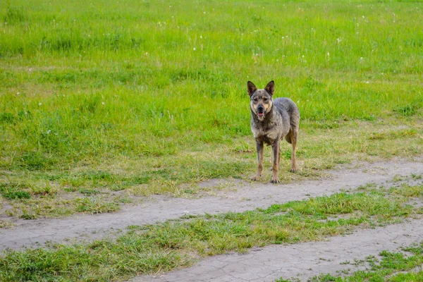 Besorgter Blick Des Obdachlosen Der Auf Einer Landstraße Steht — Stockfoto