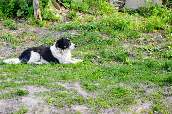 Der Streunende Hund Liegt Auf Dem Grünen Gras — Stockfoto