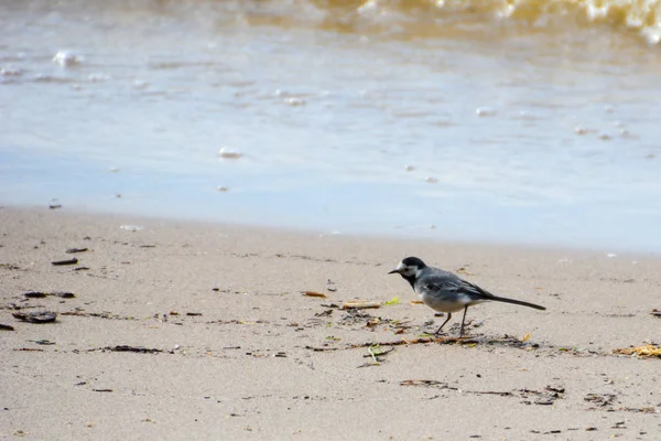 Gray Wagtail Shore Volga River — Stock Photo, Image