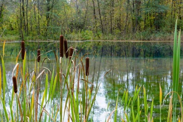 Rákosí na slavném modrém jezeře bez ledu v Kazani. Bažina, rákosí, v — Stock fotografie