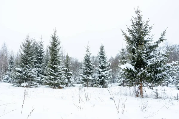 Fondo Navidad Con Abetos Nevados Árboles Cubiertos Nieve Bosque Invernal — Foto de Stock