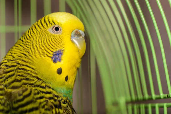 Krásný vlnitý papoušek má jasně zelenou barvu. Zelená, — Stock fotografie
