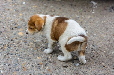 Kind, cute, small, hungry, poor, abandoned, homeless puppy wants clipart