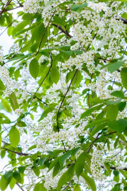 Çiçekli kuş kirazı (Prunus padus, hagberry, mayday tree) spr