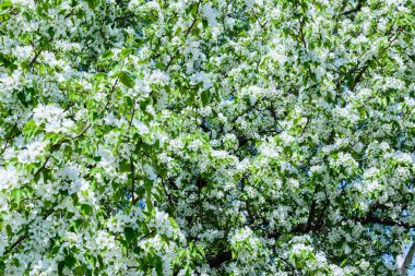 Çiçek açan elma ağacı (Malus burunifolia, Çin elması, Çin 