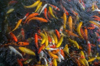 Koi veya daha spesifik olarak jinli veya nishikigoi, kelimenin tam anlamıyla 