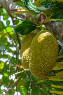 Yanoda Parkı 'ndaki tropikal ormanda kriko meyvesi.