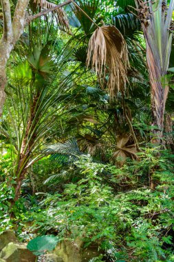 The various vegetation, flowers and trees in the tropical forest