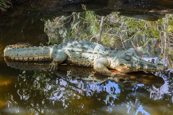 Figura de un cocodrilo en el bosque tropical de Yanoda Par — Foto de Stock