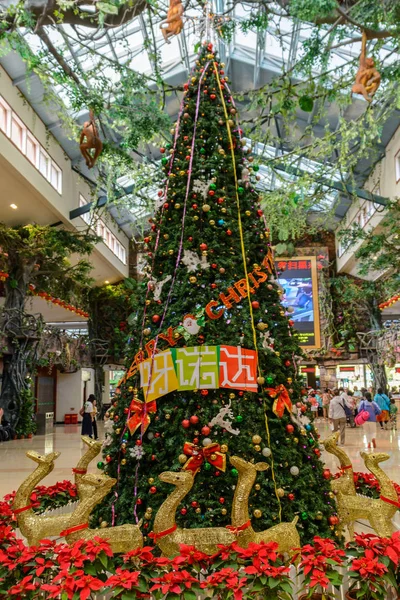 Choinka w tropikalnym lesie w Yanoda Park, Sanya — Zdjęcie stockowe