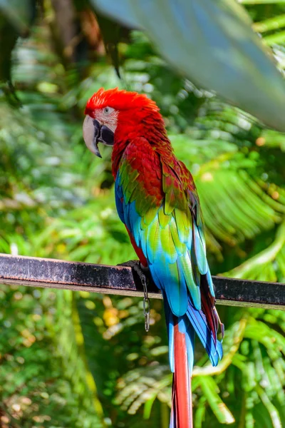 Krásný barevný papoušek v tropickém lese v Yanoda P — Stock fotografie
