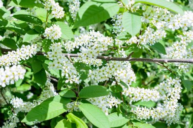 Çiçekli kuş kirazı (Prunus padus, hagberry, mayday tree) spr