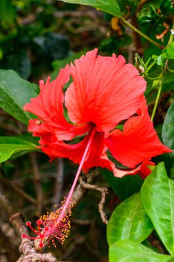 Güzel bitkiler, ağaçlar, çiçekler, göller ve göletler