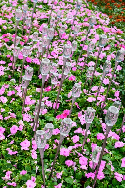 Belle végétation, arbres, fleurs, lacs et étangs dans la famille — Photo