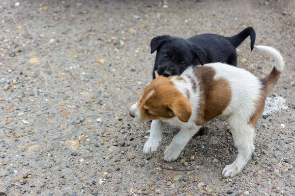 작고 귀여운 강아지 두 마리가 싸우고, 놀고, 물어뜯고 — 스톡 사진