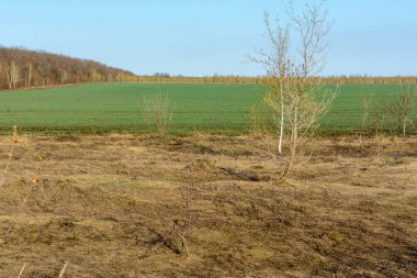 Kuru sarı ve taze yeşil çimenli tarlalar. Kontrastlı trans