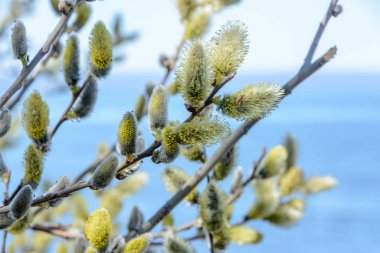 Kulak söğüdü veya salix aurita yakın çekim. Mavi-beyaz arka planda narin söğüt dalları.