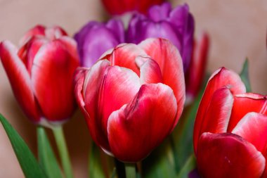 Renkli Lale izole clouse-up. Yeşil bir sap üzerinde bir Lale tomurcukları. Doğa.