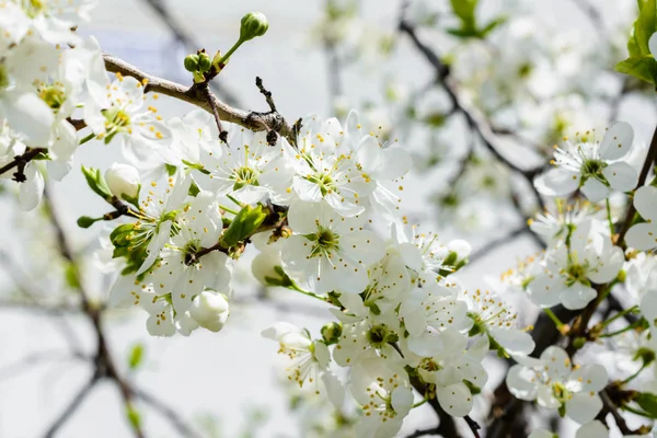 White Apple Flowers. Beautiful flowering apple trees. Background