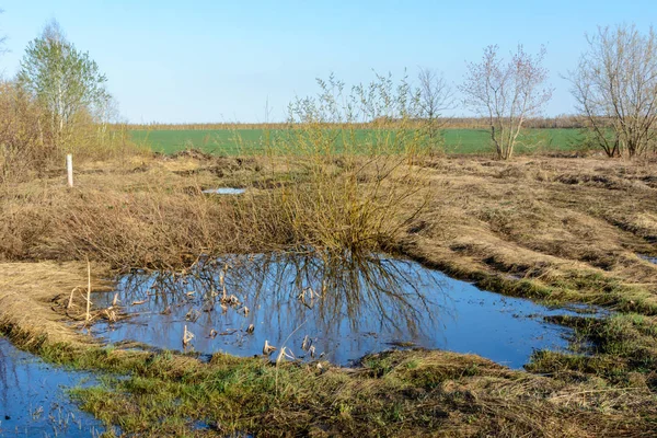 Fields with dry yellow and fresh green grass. Contrasting transi — Stock Photo, Image