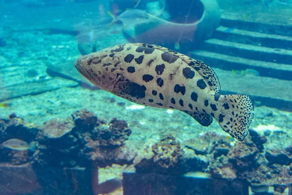 Mycteroperca rosacea (mero leopardo) en el acuario grande es un mero del Pacífico Central Oriental. Crece hasta un tamaño de 86 cm de longitud. Sanya, Hainan, China . — Foto de Stock