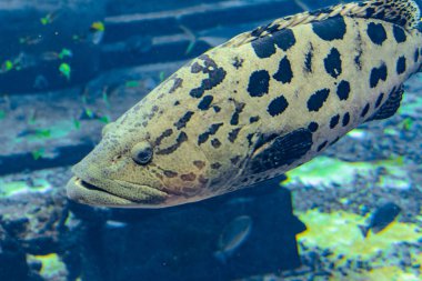 Büyük akvaryumdaki Mycteroperca rosacea (leopar orfozu) 